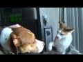 Cat vs Dog
