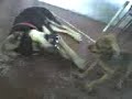 pupi e pit�co