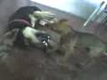 videos de pupi e pitôco
