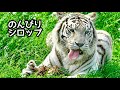 ホワイトタイガー　シロップママ　のんびりしています【伊豆アニマルキングダム】White tiger Syrup Izu Animal Kingdom