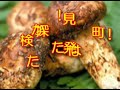 まつたけ狩り 松茸