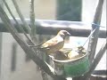 ????????? A Petite Restaurant for Birds ????????? A Petite Restaurant for Birds