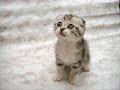 cute cats 4