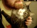 videos de old kitten embrace