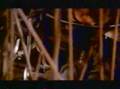 Clip Mano Solo Na�tre Gitan