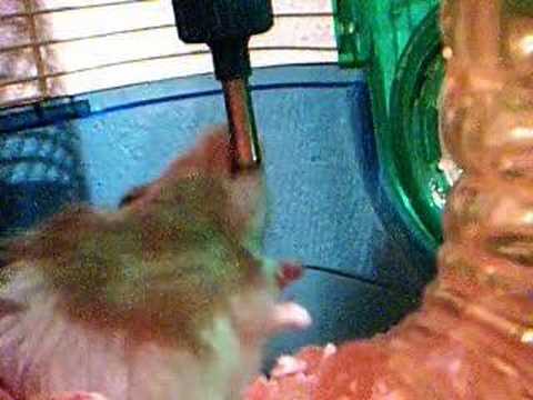 Hamsy the Hamster #1