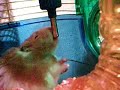 Hamsy the Hamster #1 Hamsy the Hamster #1
