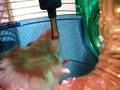 Hamsy-the-Hamster-1