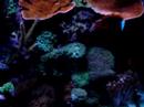 reef tank 3