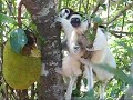 Sifaka Jakfruit feast