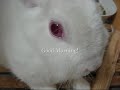 Bunny Rabbit\ Bunny Rabbit\