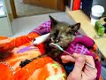 Tortie Kitten Wtih Broken Leg Eating Baby Food Tortie Kitten Wtih Broken Leg Eating Baby Food