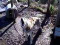 videos de Brossage de chien 4