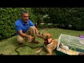 Dog Whisperer | Buddy, Teddy & Matilda