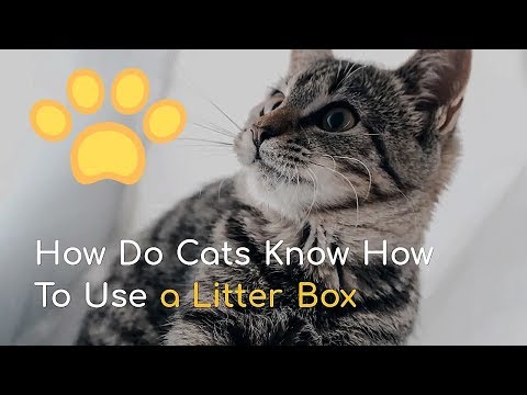 How Do Cats Know How To Use a Litter Box