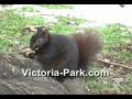 the-lucky-black-squirrels-of-victoriaparkcom.html