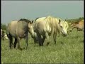 Wild horse breeding in the Camargue