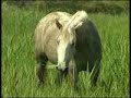 Wild horse breeding in the Camargue Wild horse breeding in the Camargue