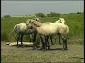 Wild horse breeding in the Camargue
