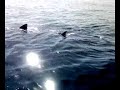 Tiburon ballena Calafell
