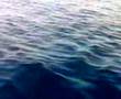 Tiburon ballena Calafell