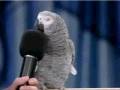 the best talking parrot