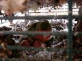 Youngest lovebird baby on day 14