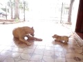 Jason vs Zaira
