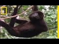 Howler Monkeys