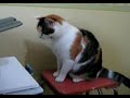 Pussy versus Printer Pussy versus Printer