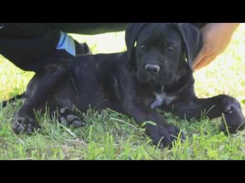 cane corso