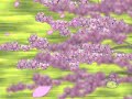 Hanami Sakura1 (slow) AS
