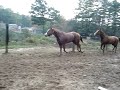 Razz takes a spill...falling horse :-( Razz takes a spill...falling horse :-(
