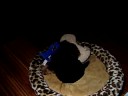 Junior the Welsh Terrier - 8 weeks old