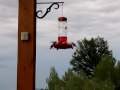 Humming Birds at Island Park Humming Birds at Island Park