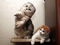 Cats dancing to music - funny cat dance compilation Cats dancing to music - funny cat dance compilation