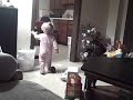 Khali and Neak fighting