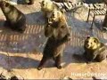 Smart Waving Bear