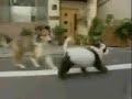 my-dog-is-a-jedi-clip-scene.html