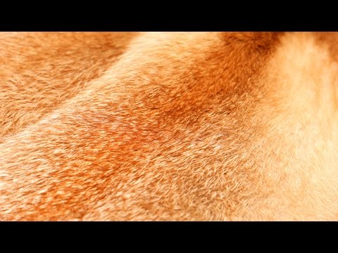 Шуба из лисы | Как выбрать шубу из лисы | Мех лисы 