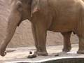 peeing elephant