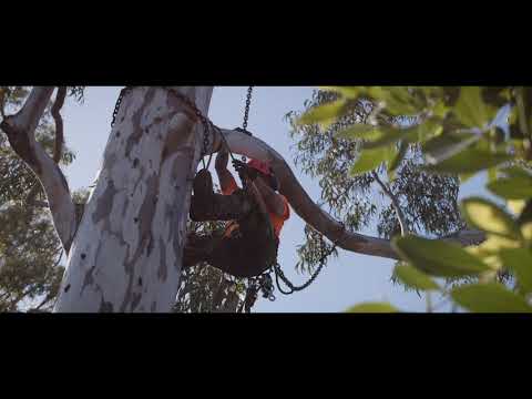 Choosing a Tree Service Gold Coast – Gold Coast Tree Lopping