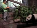 Chinese Pandas actually moving!