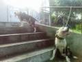 My Tribute To my Pitbull Heroes (A Very Nice Video)