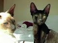 SNIKT! AND THWIP! AGED 16 WEEKS LICKING EACH OTHER SNIKT! AND THWIP! AGED 16 WEEKS LICKING EACH OTHER