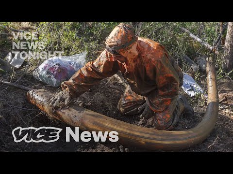 Inside Russia’s Woolly Mammoth Tusk Trade