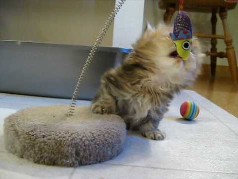 Cute video cats 