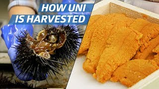 How Sea Urchin (Uni) Is Processed Commercially