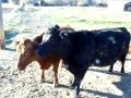 Cows