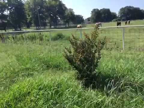 Sears - Mower broken for 3 months not repaired correct